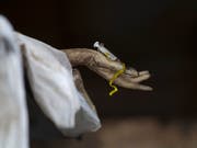 Die in teils bis zu drei Metern tiefe vergrabenen Körper waren zum Zeitpunkt ihrer Ermordung gefesselt. (Bild: KEYSTONE/AP/DARIO LOPEZ-MILLS)