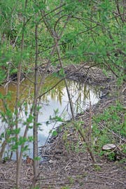 Die kleinen Stauseen am Baffleskanal sind intakt, Frassspuren an feinen Trieben sind zu sehen. Wildhüter Silvan Eugster glaubt, dass die «Baffles»-Biber noch da sind. (Bild: Kurt Latzer)