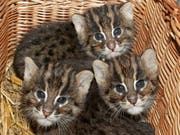 Die Vorarlberger Polizei hat am Sonntag in Dornbirn einen Illegalen Tierhandel mit Hunden und Katzen aufgedeckt. Die Verkäufer waren Serben, die Käufer Schweizer.Symbolbild) (Bild: KEYSTONE/AP/FRITZ REISS)