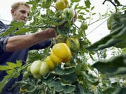 Peperoni aus dem Treibhaus. Solche Pläne haben im Seeland einen schweren Stand. (Bild: Keystone/GAETAN BALLY)