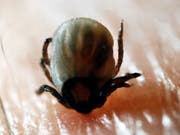 Zecken saugen Blut und können beim Stechen Krankheiten übertragen. (Bild: KEYSTONE/AP/STR)