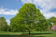 Wie reagieren die Stadtbäume auf die Hitze und Trockenheit und welche Rolle spielen sie für ein ausgeglichenes Stadtklima? Auf diese Fragen gehen die Veranstaltungen der Botanica 2019 ein - auch im Botanischen Garten St.Gallen. (Bild: Frank Teigler)