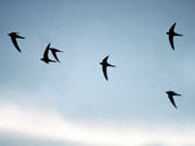 Mit einfachen Massnehmen können Menschen dafür sorgen, dass Vögel nicht in Glasscheiben fliegen. (Bild: KEYSTONE/SCHWEIZER VOGELSCHUTZ BIRDLIFE/HANDOUT)