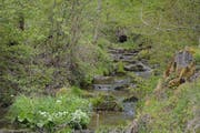 Gemäss kantonalem Wasserbaugesetz müssen sich Anstösser bei Bachsanierungen mit einem Perimeter an den Kosten beteiligen. Das stösst nicht überall auf Gegenliebe. (Bild: Beat Lanzendorfer)