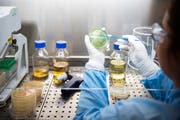 Ein Drittel der privaten Forschungsgelder wird in der Schweiz in der Pharmaindustrie investiert. (Bild: Christian Beutler/Keystone, Allenschwil, 18. Juni 2018)