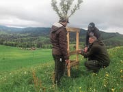 Samuel Schnell, Stefan Henggeler und Reto Rust (von links) bringen auf dem Klosterhof im Gubel einen Schutz für einen jungen Obstbaum an. (Bild: Charly Keiser, Menzingen, 11. Mai 2019)