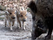 Wegen der Afrikanischen Schweinepest unter genauer Beobachtung: Wildschwein mit Frischlingen, hier im Zoo Basel. (Bild: KEYSTONE/GEORGIOS KEFALAS)