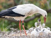 Ein Weissstorch im Zoo Zürich stopft die hungrigen Mäuler seiner Jungen. (Bild: KEYSTONE/ENNIO LEANZA)