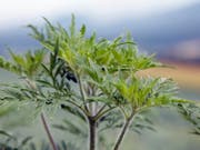 Der Bundesrat will das Umweltrecht so anpassen, dass invasive gebietsfremde Pflanzen wie die Ambrosia (Bild) besser bekämpft werden können. (Bild: KEYSTONE/EDDY RISCH)