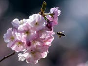 Blühende Bäume und Wiesen in der Stadt bieten Honigbienen und Wildbienen Nahrung. Wildere Gärten und Parks könnten viel für die Artenvielfalt bewirken. (Bild: KEYSTONE/ANTHONY ANEX)