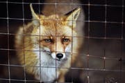 Pelze aus Farmen – im Bild ein Rotfuchs in Käfighaltung – sind Tierschützern ein Dorn im Auge. (Bild: Erika Parfenova/Getty)
