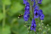 Der Eisenhut will nur die langrüsselige Gartenhummel als Bestäuber - und setzt dafür sein Gift ein. (Bild: Getty)