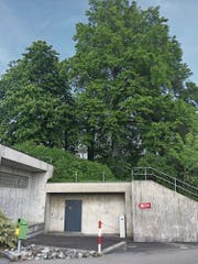 Zwei der Bäume beim Reservoir Unterer Hofberg können gerettet werden. (Bild: Gianni Amstutz)