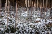 Der Wintersturm «Burglind» hat im Wald von Guido Oehen in Lieli grossen Schaden angerichtet. Ein Jahr danach ist alles weggeräumt und die Schadenfläche mit 1000 Setzlingen neu bepflanzt worden. (Bild: Pius Amrein, Lieli, 4. Januar 2019)