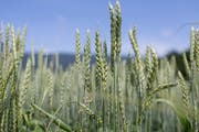 Schweizer Bauern stehen einem möglichen Freihandelsabkommen zwischen der Schweiz und den USA skeptisch gegenüber. (Bild: KEYSTONE/Gaetan Bally, Ballens, 17. Juni 2014)