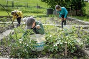 Pflanzen, jäten – und schliesslich eigenes Gemüse ernten: Ein Erfolgserlebnis auch für Kinder. (Bild: Michel Canonica)