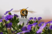 Bienen sind auf einen intakten Lebensraum angewiesen. (Bild: Igor Geiger/Getty)