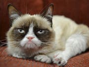 Die Internet-Katze «Grumpy Cat» ist tot. Sie wurde sieben Jahre alt. (Bild: Keystone/AP Nestle Purina PetCare)