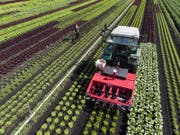 Der Antrag, die Verwendung von Pflanzenschutzmittel zu halbieren, wurde knapp abgelehnt. (Bild: Keystone/Anthony Anex, Galmitz, 1. Juni 2018)