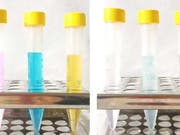 Simsalabim: Links durch Problemstoffe verunreinigtes Wasser, rechts nach der Behandlung mit Nanoparikeln. (Bild: ETH Zürich / Fajer Mushtaq)