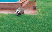 Das schöne Tier in Familie Seitz’ Garten hat sich sogar genähert, als Donata Seitz die Kamera betätigte. Laut dem Wildhüter ist es eher ungewöhnlich, dass sich Dachse tagsüber zeigen, sie sind dämmerungs- und nachtaktiv. (Bild: Donata Seitz)