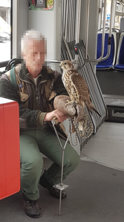 Ein Mann mit seinem Vogel im Statbus. Damit man einen Falken halten, geschweige den mitführen darf, braucht es spezielle Bewilligungen, die in diesem Fall natürlich vorliegen. (Bild: Leserreporter)