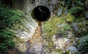 Ein Bild von vergangenem Sommer: Der Frauenfelder Stadtbach ist zu einem Rinnsal geworden. (Bild: Andrea Stalder (23. Juli 2018))