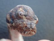 Wildhüter in Australien haben eine Schlange mit einem zusätzlichen Auge auf der Kopfmitte gefunden. (Bild: KEYSTONE/EPA NT PARKS AND WILDLIFE/NT PARKS AND WILDLIFE HANDOUT)