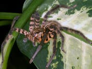Cupiennius salei ist in Zentralamerika heimisch und eine der am besten erforschten Spinnenarten. Ihr Gift stellt sich als raffinierter Cocktail aufeinander abgestimmter Komponenten heraus. (Bild: Lucia Kuhn-Nentwig/Universität Bern)