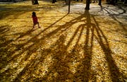 Im Herbst bilden die Blätter des Gingkos einen goldgelben Teppich. (Bild: Epa/Franch Robichon)