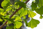 Der «Baum der Erkenntnis» soll gegen Depressionen helfen.