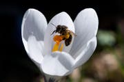 Eine Biene bestaeubt eine Krokuss Bluete, am Samstag, 16. Maerz 2019, in Thun. (KEYSTONE/Peter Schneider)