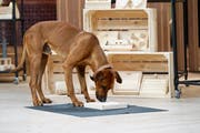 Fritz, der Hund von Investor Tobias Reichmuth, testete eines der Spiele gleich in der Sendung. (Bild: PD)