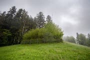 Oberhalb von Eggersriet ist eine neue Sendeantenne geplant. Im Bild ist der bisherige UKW-Mast zu sehen. (Bild: Benjamin Manser, 21. Mai 2019)