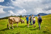 Wanderer in Obwalden begegnen einer Kuh. (Bild: PD)