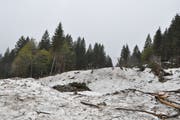 Noch sind auf der Säntisalp die Schneemassen mit vielen Bäumen und Steinen zu sehen, die die Lawine mitgerissen haben. (Bild: Sabine Camedda)