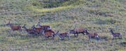 Geht es nach Alois Arnold-Fassbind, leben zu viele Hirsche in Uri - im Bild eine Gruppe im Schächental. (Bild: Tony Gnos, 27. September 2017)