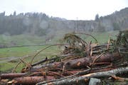 Der Schnee in der Vordergräppelen ist weg, die Bäume und Steine sind aber liegen geblieben. Derzeit hilft der Zivilschutz beim Aufräumen mit. (Bild: Sabine Camedda)