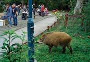 In einem Park in Hongkong kommt ein Wildschwein bei seiner Suche nach Nahrung den Menschen bedrohlich nahe. (Vincent Yu/AP)