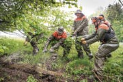 Keine Gefahr mehr für Wildtiere: Gossauer Zivilschützer reissen einen alten Maschendrahtzaun aus dem Gestrüpp am Waldrand. (Bild: Ralph Ribi)