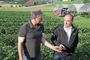Erdbeeproduzent Willi Staubli (links) erklärt Regierungsrat Markus Dieth den Erdbeer-Anbau. (Bild: Eddy Schambron)