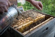 Mit Rauch werden die Bienen ruhiggestellt, was die Arbeit erheblich erleichtert.