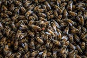 Einmal in der Woche macht Roman Erni bei jedem Bienenvolk eine sogenannte Schwarmkontrolle.