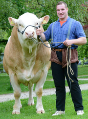 Joel Wicki gewinnt das Aargauer Kantonalschwingfest. (Bild: Melanie Gamma)