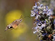 Blütenpflanzen und Insekten sind aufeinander angewiesen. Solche gegenseitigen Abhängigkeiten erhöhen das Risiko, dass das Artensterben sich wie eine Kettenreaktion auf weitere Spezies ausweitet. (Bild: KEYSTONE/EPA/GIOTA KORBAKI)