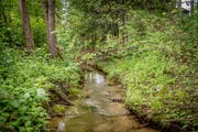 Der Häftlibach in Mörschwil. (Bild: Urs Bucher)