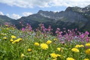 Die Via Urschweiz erblüht. (Bild: PD)