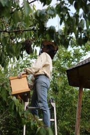 Christina Graf hilft beim Einfangen des Bienenschwarms: Mit einem Ruck schüttelt sie die Bienen vom Ast in den Korb. (Bild: Ines Biedenkapp)