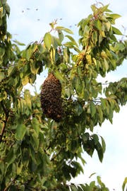 Der Bienenschwarm ist ausgerissen und hat sich zu einer Art Traube zusammengetan. (Bild: Ines Biedenkapp)