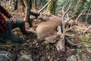 Ein geschossener Hirsch beim Schnueregg im Gebiet Eschlen nahe Grafenort. Der Stein fiel zufällig auf das Auge des gefallenen «geraden Achtzehners». (Bild: PD/Philipp Zumbühl)